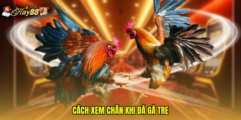 Cách xem chân khi đá gà tre