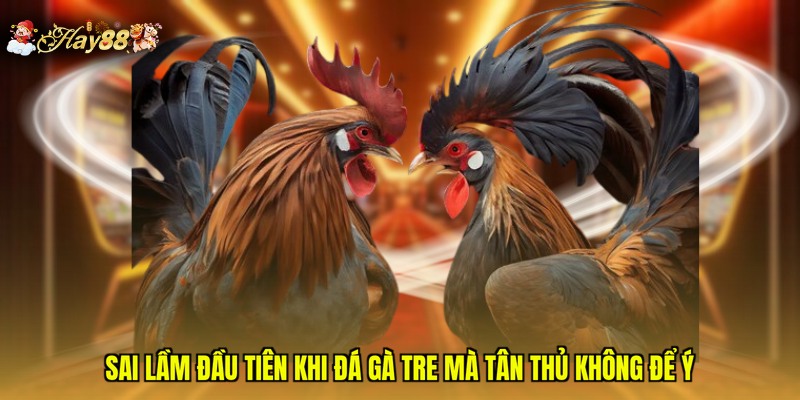 Sai lầm đầu tiên khi đá gà tre mà tân thủ không để ý