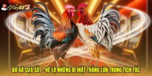 Đá Gà Cựa Sắt - Hé Lộ Những Bí Mật Thắng Lớn Trong Tích Tắc