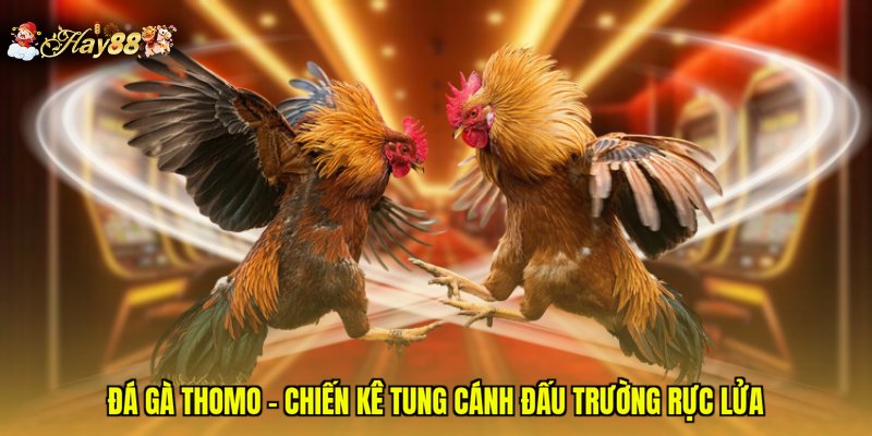 Đá Gà Thomo - Chiến Kê Tung Cánh Đấu Trường Rực Lửa